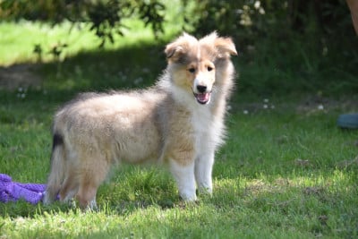 Les chiots de Shetland Sheepdog