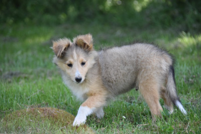Les chiots de Shetland Sheepdog