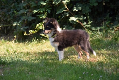 Les chiots de Shetland Sheepdog
