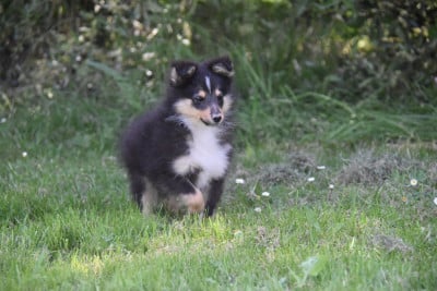 Les chiots de Shetland Sheepdog
