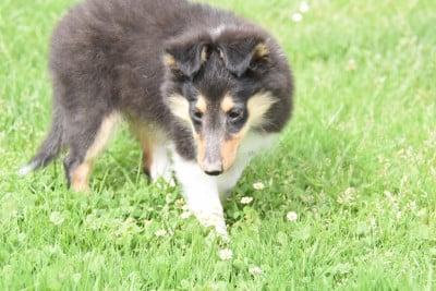 Les chiots de Shetland Sheepdog