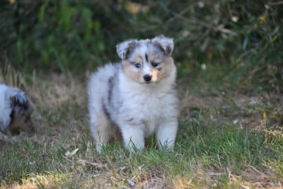 Les chiots de Shetland Sheepdog