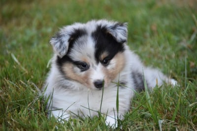 Les chiots de Shetland Sheepdog