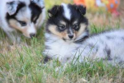 Les chiots de Shetland Sheepdog