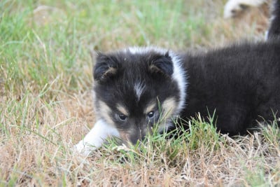 Les chiots de Shetland Sheepdog