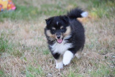Les chiots de Shetland Sheepdog