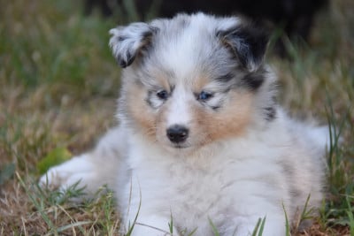 Les chiots de Shetland Sheepdog
