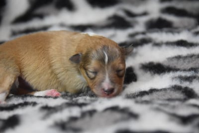 femelle2 - Shetland Sheepdog