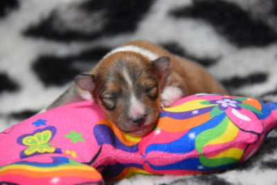 femelle3 - Shetland Sheepdog