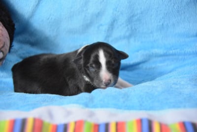 Les chiots de Shetland Sheepdog