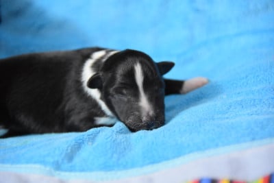 Les chiots de Shetland Sheepdog