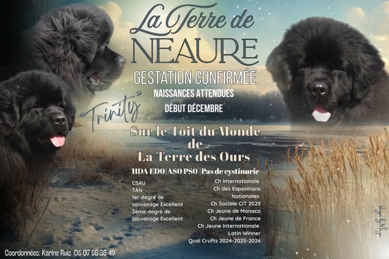 Terre-neuve - De La Terre De Neaure