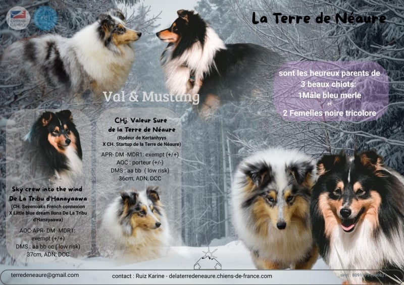 Shetland Sheepdog - De La Terre De Neaure