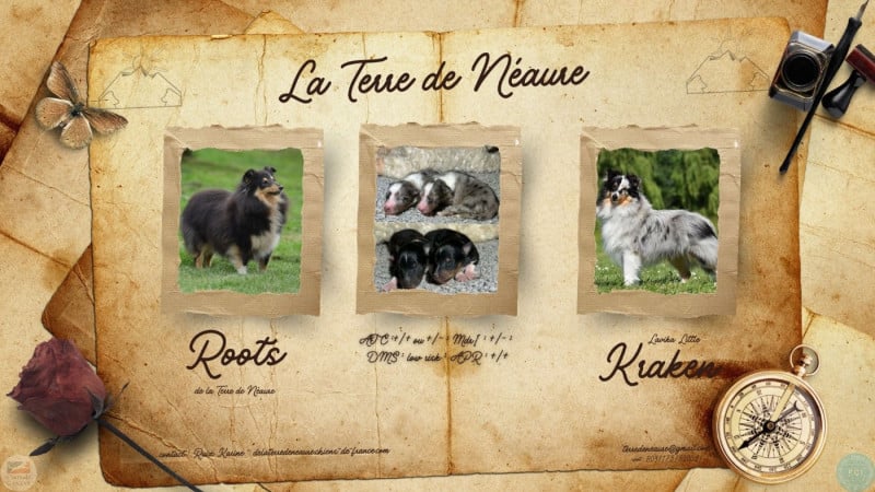 Shetland Sheepdog - De La Terre De Neaure