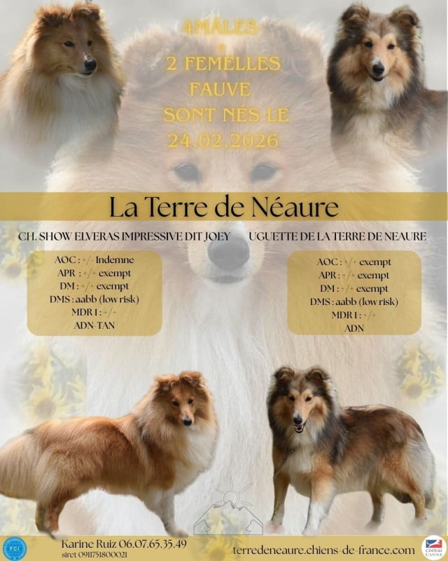 Shetland Sheepdog - De La Terre De Neaure
