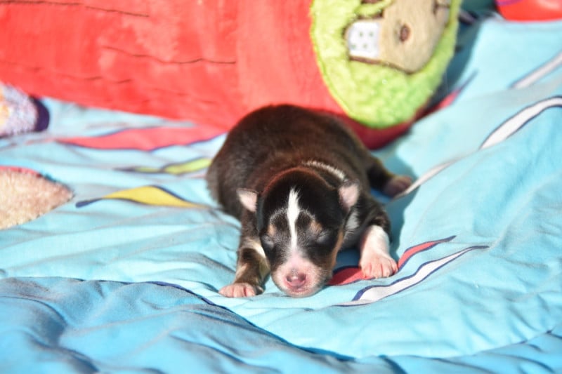 Shetland Sheepdog - De La Terre De Neaure