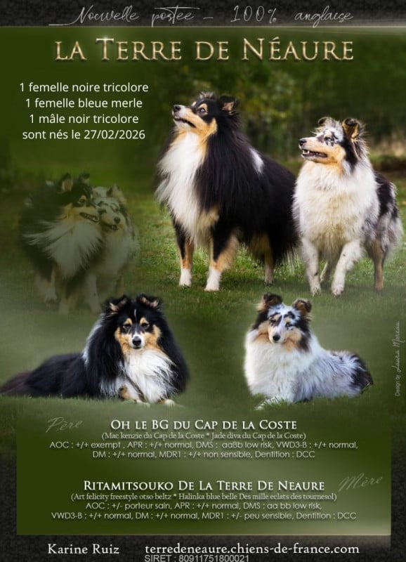 Shetland Sheepdog - De La Terre De Neaure