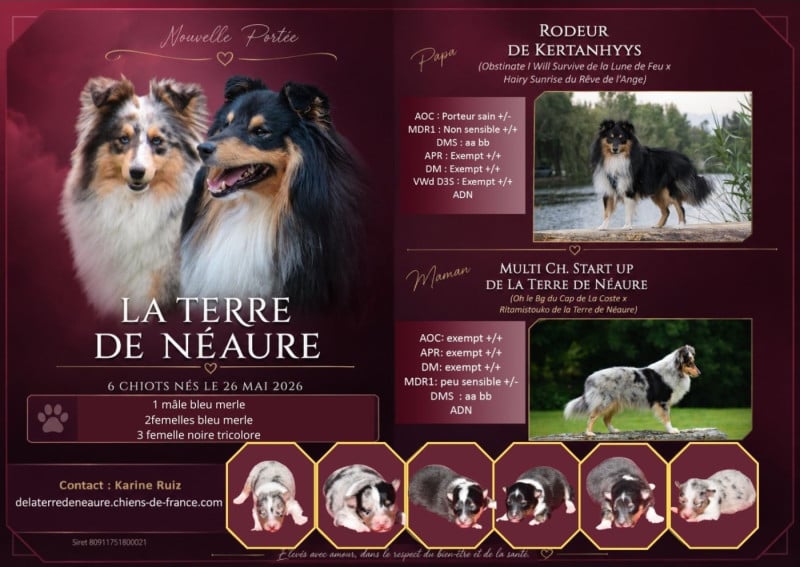 Shetland Sheepdog - De La Terre De Neaure