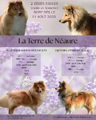 Shetland Sheepdog - De La Terre De Neaure