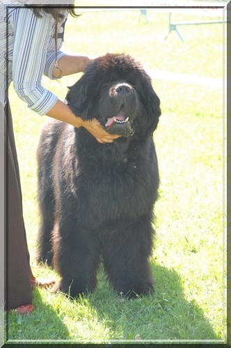 Freud - delmour (Sans Affixe) - 1er, Exc, CACS, BOB, BOG en COM