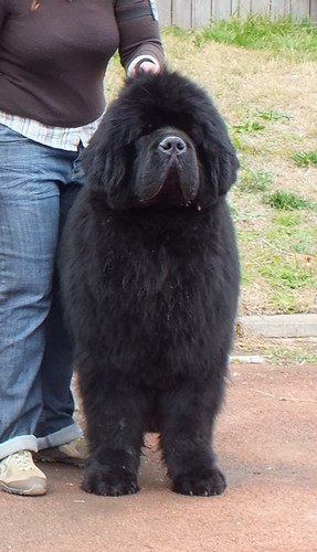 Freud - delmour (Sans Affixe) - 1er Exc, CACS-RCACIB ( CACIB)