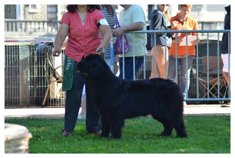 CH. V hourquette De La Terre De Neaure - 1 ére, Exc, R-CAC, R-CACIB, en CIF