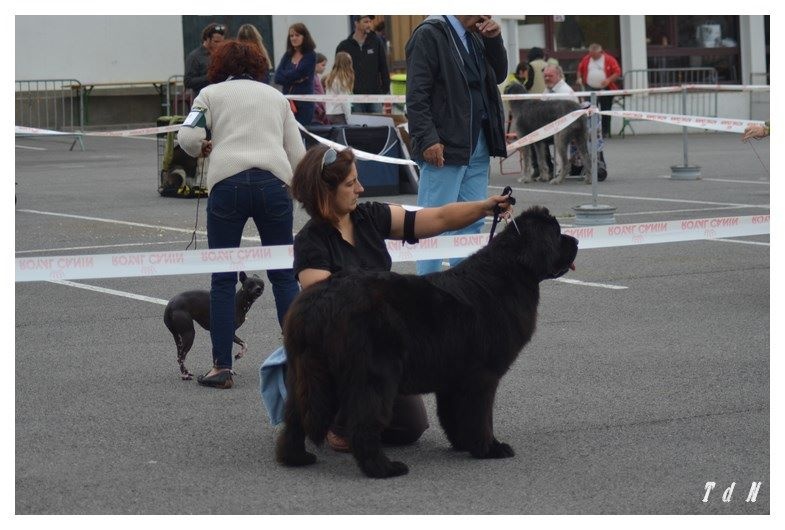 CH. V hourquette De La Terre De Neaure - 1ére Exc en COF, R-CACS