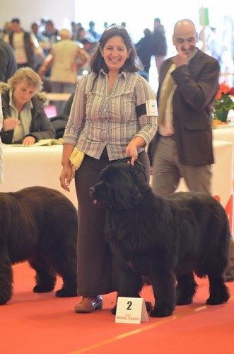 CH. V hourquette De La Terre De Neaure - 2 éme, Excellent, en spéciale CJF