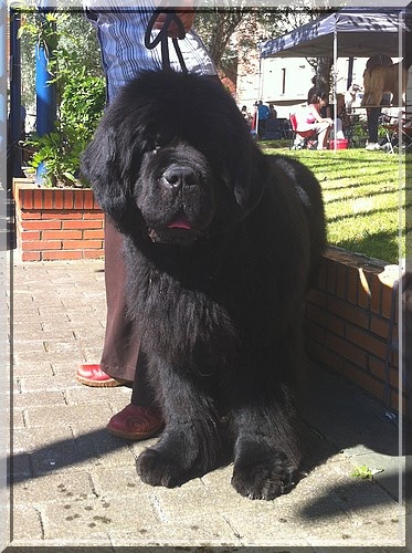 Freud - delmour (Sans Affixe) - 1er, Exc, CACIB, CAC, BOB, en COM