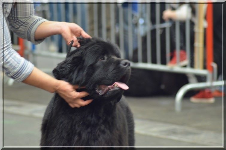 CH. V hourquette De La Terre De Neaure - 2 éme, très bon, en CJF