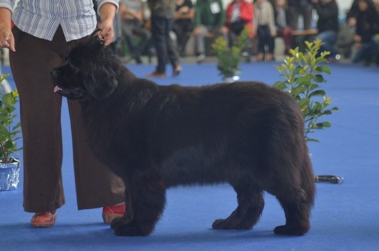 CH. V hourquette De La Terre De Neaure - R-CAC, 2éme Exc, en CIF