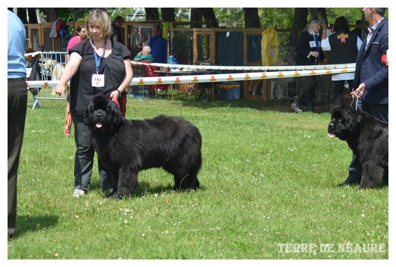 CH. V hourquette De La Terre De Neaure - 3 éme, TB, en CIF en spéciale