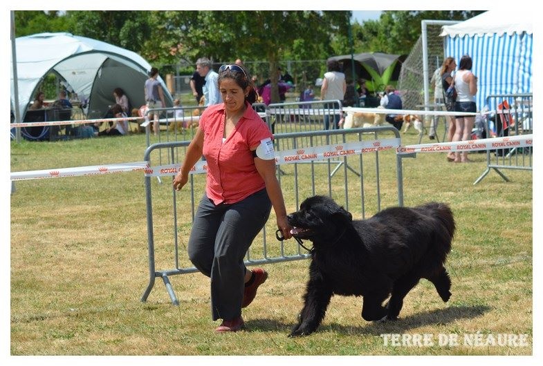 CH. V hourquette De La Terre De Neaure - 1er, Exc, en CIF