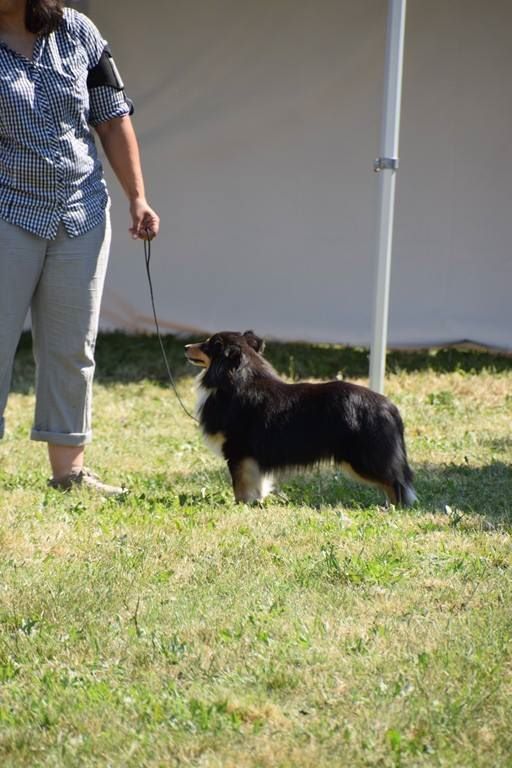 Daisy des P'tits Loups de Cahetel - 1ére Exc, CACS, meilleur de race