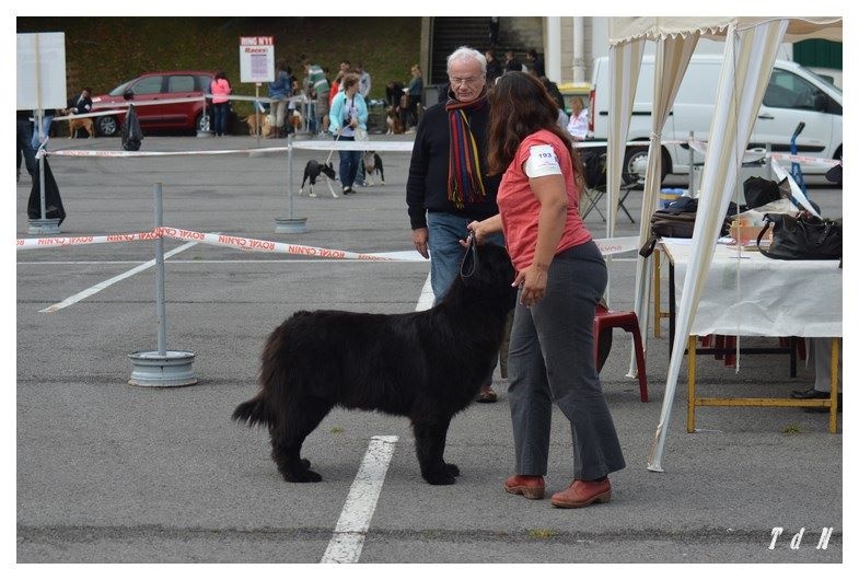 CH. V hourquette De La Terre De Neaure - 1er, Exc, en CIF