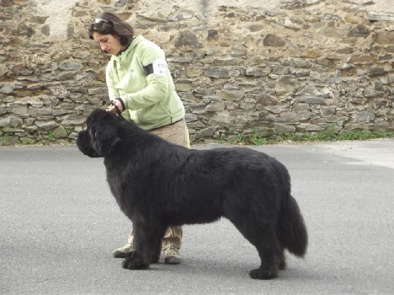 Freud - delmour (Sans Affixe) - 1er, Exc, RCACS, en C.O.M.