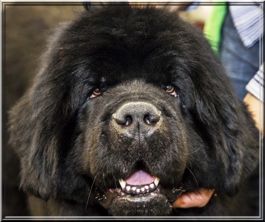 Freud - delmour (Sans Affixe) - 3 éme, Exc, en COM