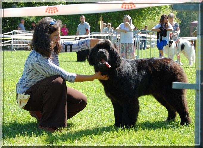 CH. V hourquette De La Terre De Neaure - 1er, trés prometteur, meilleur puppy