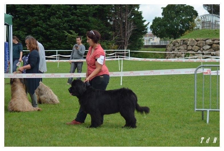 CH. V hourquette De La Terre De Neaure - 2 éme Exc en COF