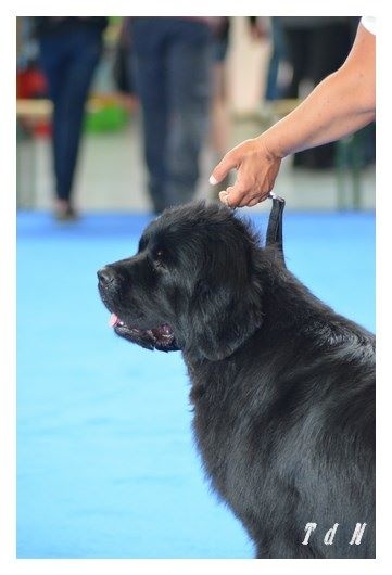 CH. V hourquette De La Terre De Neaure - Exc en Cof