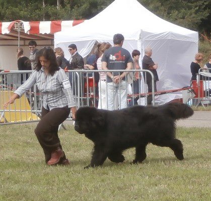 Freud - delmour (Sans Affixe) - 2 éme, très bon, en COM