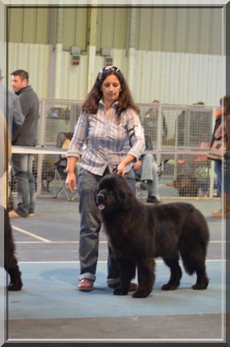 CH. V hourquette De La Terre De Neaure - 2éme Exc, en CJF