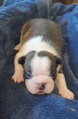 BRUTUS - Boston Terrier