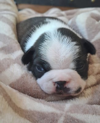 BELLA - Boston Terrier