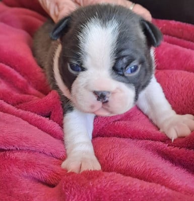 BISCOTTE - Boston Terrier