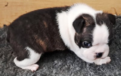 Les chiots de Boston Terrier