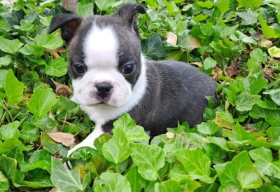 Les chiots de Boston Terrier