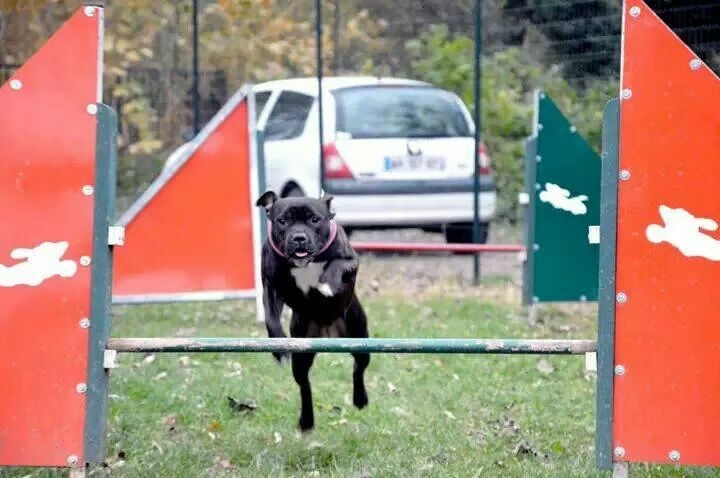 Diamond Stafford Instinct criminel