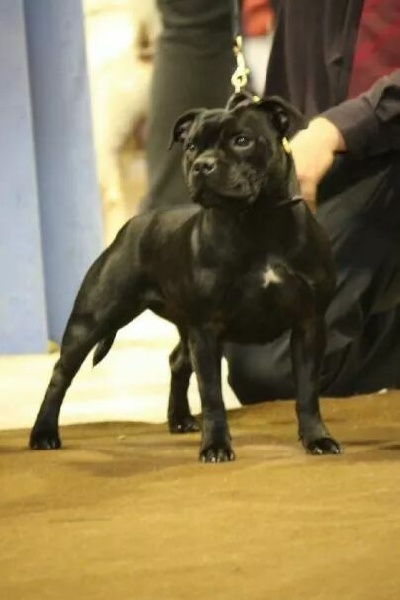 CH. Mc performance Criminal intent