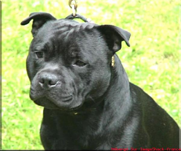 Mc performance Beautiful tiger